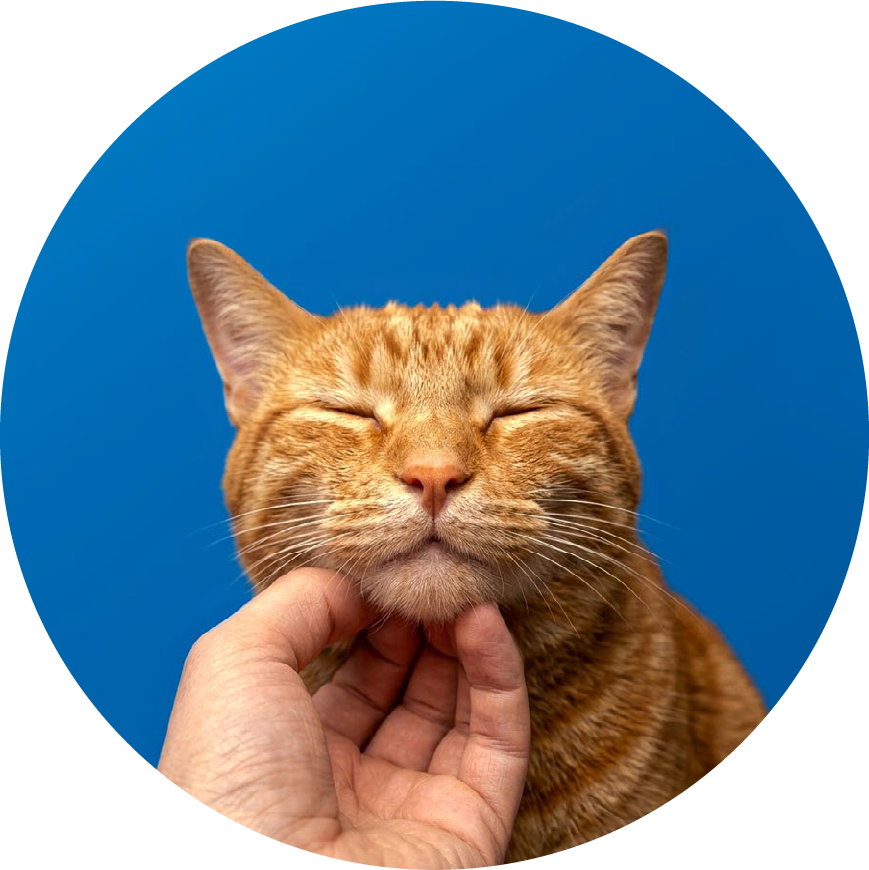 Cuidado que seu gato merece.
