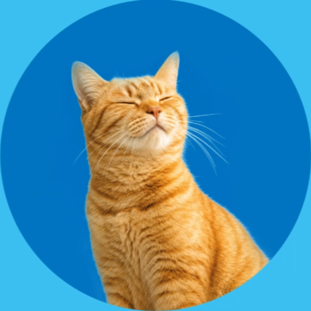 Saúde do gato